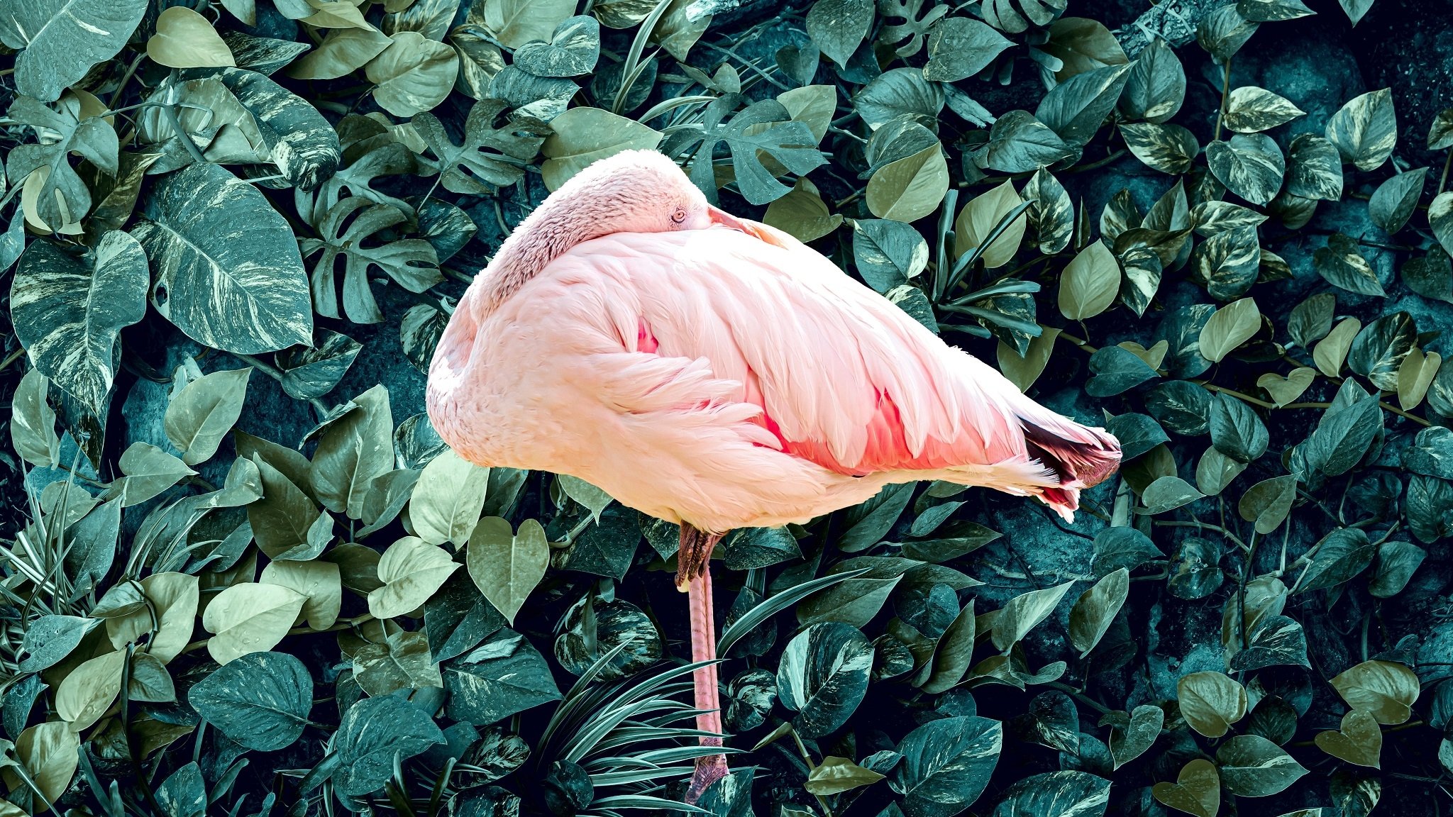 Lud den Arbeitnehmer zum Tanzen ein: ein rosa Flamingo