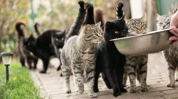 Katzen bei der Fütterung (Symbolbild)