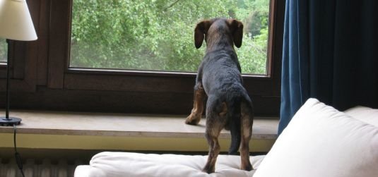Hund am Fenster