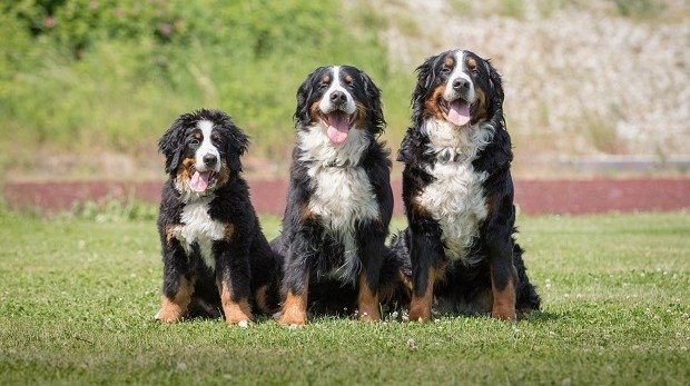 Drei Berner Sennenhunde auf einer Wiese