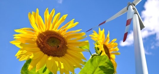 Sonnenblume und Windrad