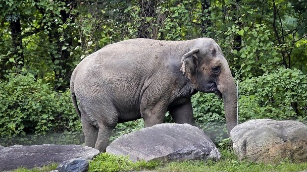 Elefant Happy im Zoo der Bronx im Jahr 2018