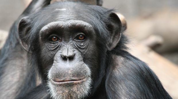 Ein Schimpanse (Symbolbild)