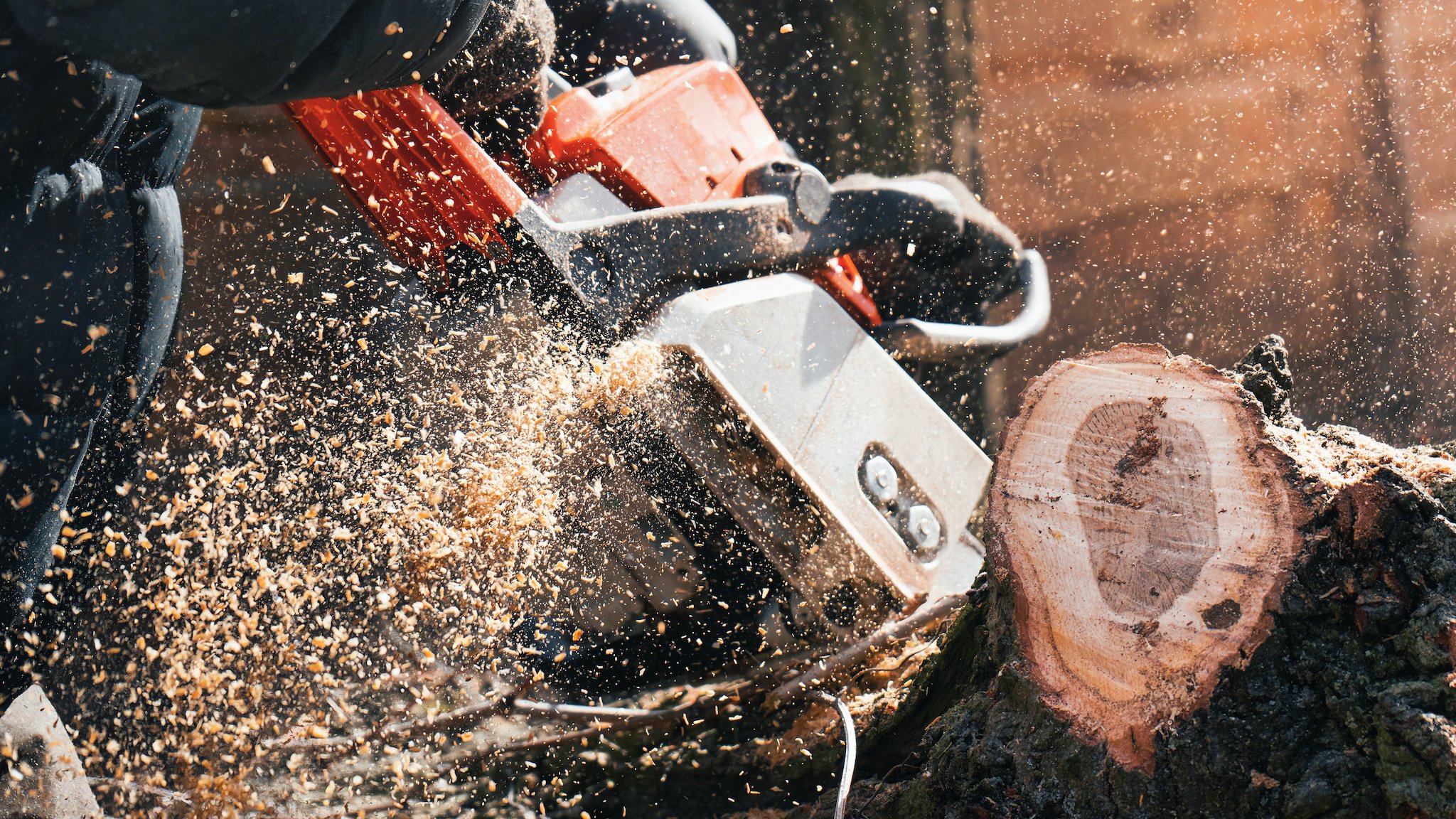 Close-up of a man sawing a tree with a chainsaw with flying sawdust