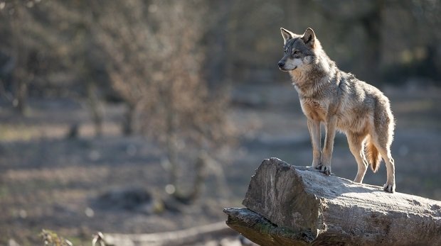 Wolf auf Baumstamm (Symbolbild)
