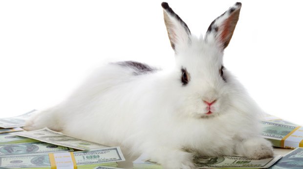 Weißer Hase liegt auf Geldscheinen.