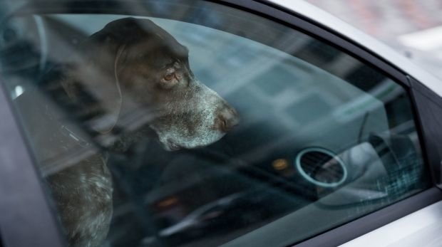 Hund im Auto (Symbolbild)