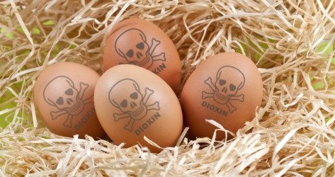Giftige Eier