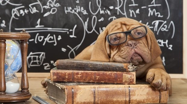 Hund mit Brille, Bücher und Tafel
