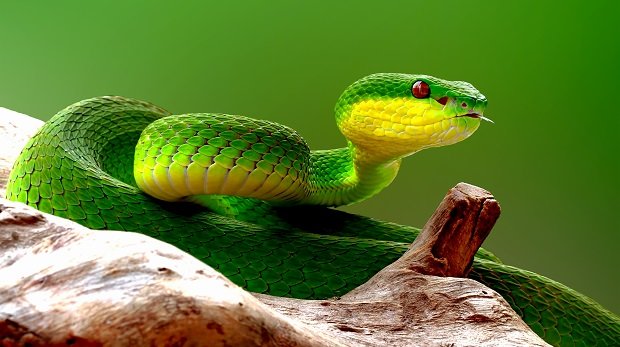 Eine grüne Schlange auf einem Baumstamm