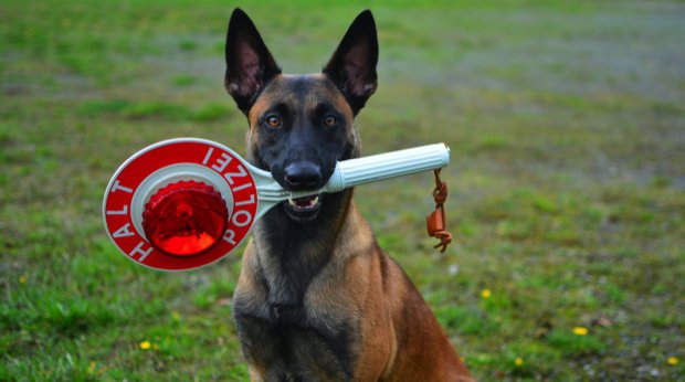 Ein Schäferhund mit Polizeikelle (Symbolbild)