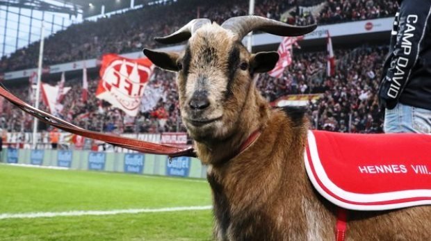 Maskottchen des 1. FC Köln: Hennes VIII.