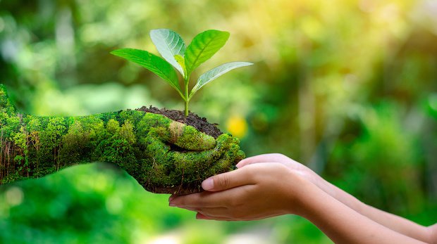 Symbolbild Nachhaltigkeit. Hand hält Setzling eines Baumes in Erde.