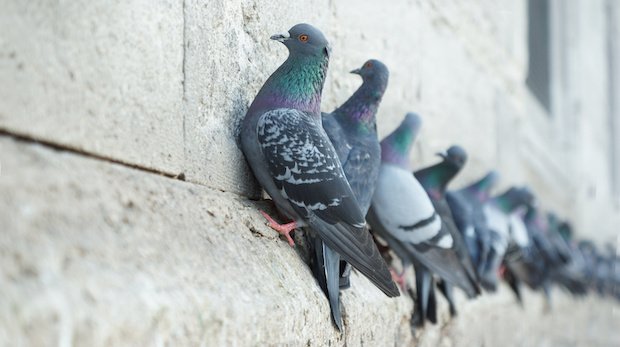 Tauben auf einer Mauer