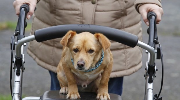 Ein Hund auf einem Rollator (Symbolbild)