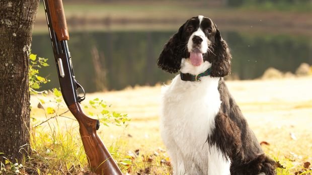 Hund mit Gewehr (Symbolbild)