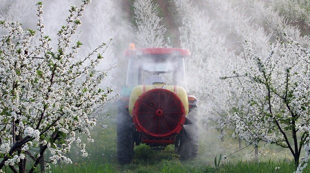 Ein Traktor spritzt Pflanzenschutzmittel auf blühende Bäume.