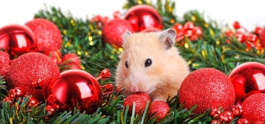 Weihnachtlicher Hamster