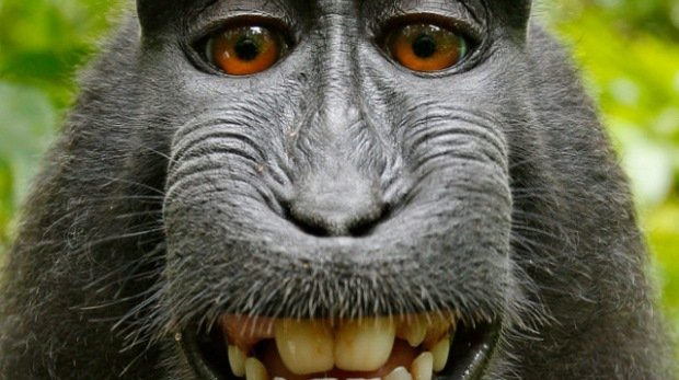 Affe Naruto auf einem der umstrittenen Selfies