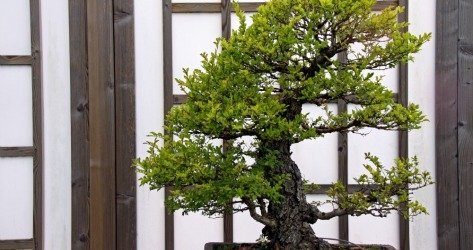 Bonsai-Baum