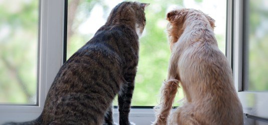 Katze und Hund auf der Fensterbank