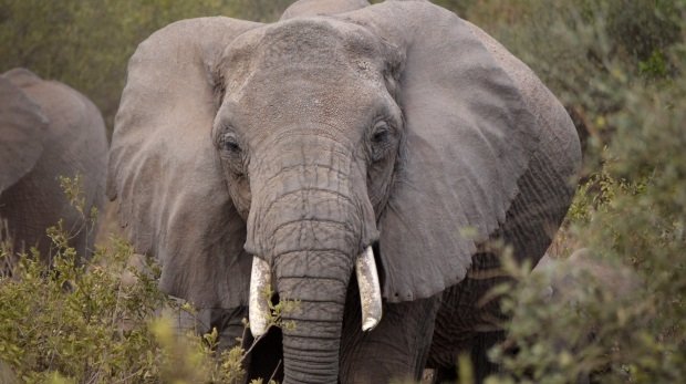 Elefant (Symbolbild)