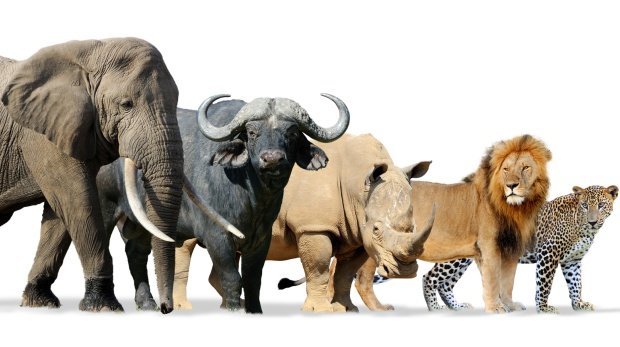 Elefant, Nashorn, Büffel, Löwe, Leopard