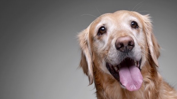 BaWü: Hund Watson unterstützt Zeugen