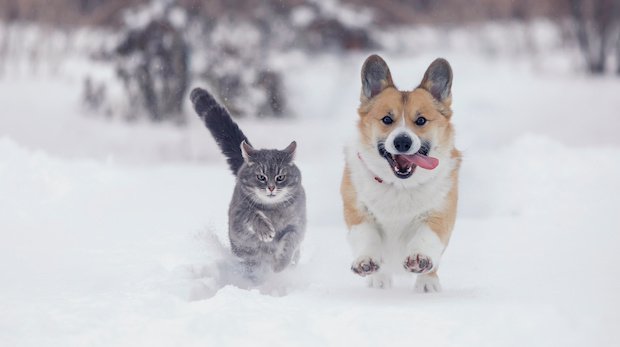 Hund und Katze im Schnee