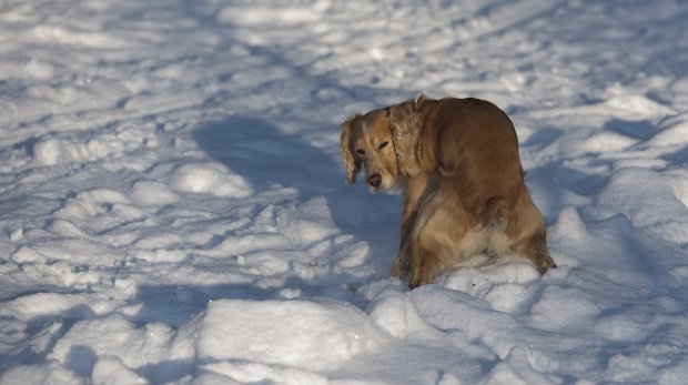 Hund im schneebedeckten Garten (Symbolbild)