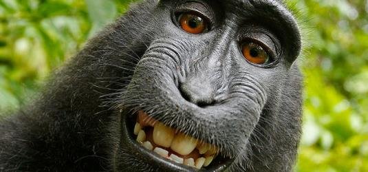 Eines der Selbstportraits des Affen