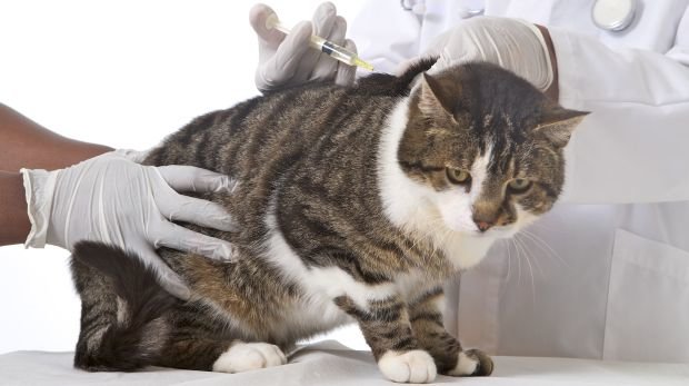 Katze beim Tierarzt - Symbolbild
