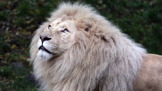 Kopf eines männlichen weißen Löwen.