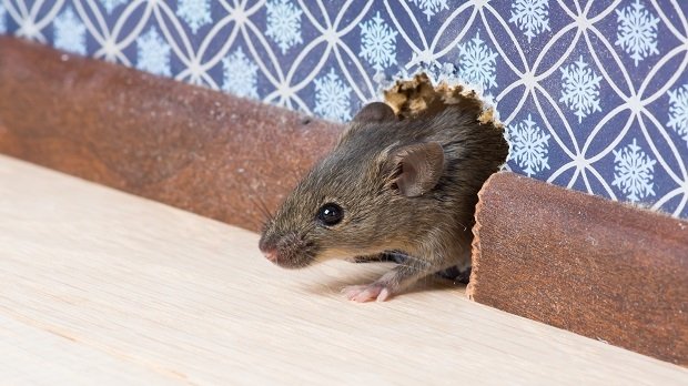 Eine Maus in einem Haus