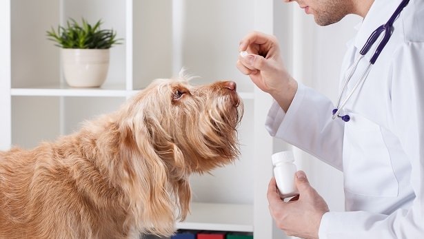 Medikamente für Hunde