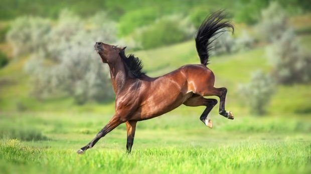 Pferd erhöht sein Sachmangelrisiko (Symbol)