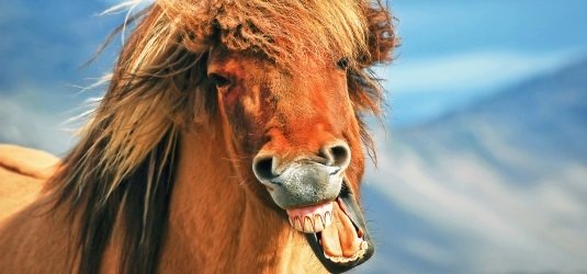 Pferd zeigt Zähne