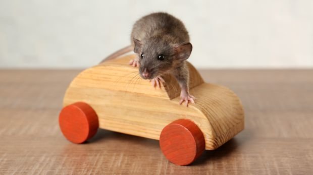 Maus auf einem Holzauto