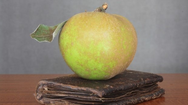Ein altes Tagebuch mit welkendem Apfel (Symbolbild)