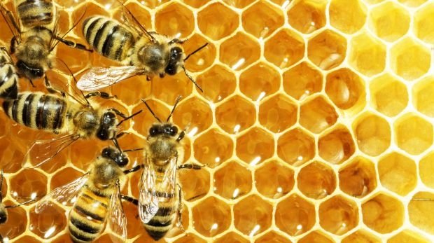 Bienen sind vielfach vom Aussterben bedroht