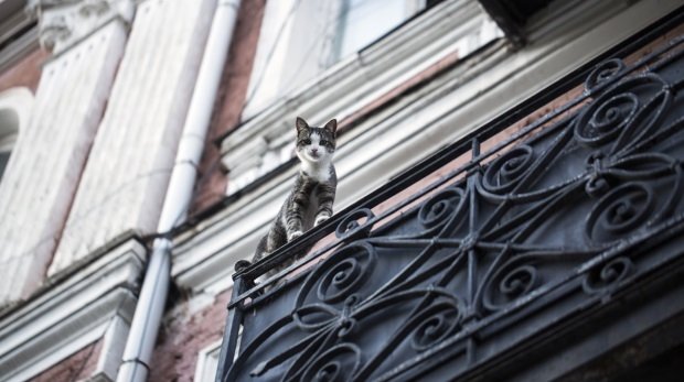 Katze auf Balkon