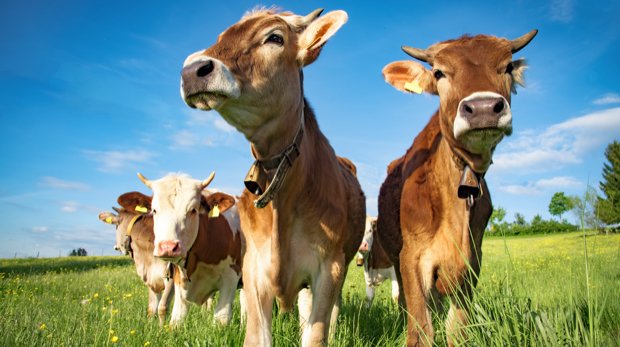 Kühe mit Glocken auf der Weide