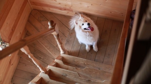 Hund im Treppenhaus