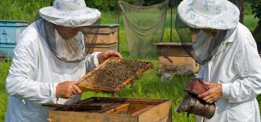 Imker überprüfen Honigwaben