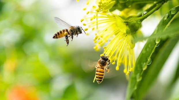 Eine Biene kommt ihrer natürlichen Bestäuberfunktion nach