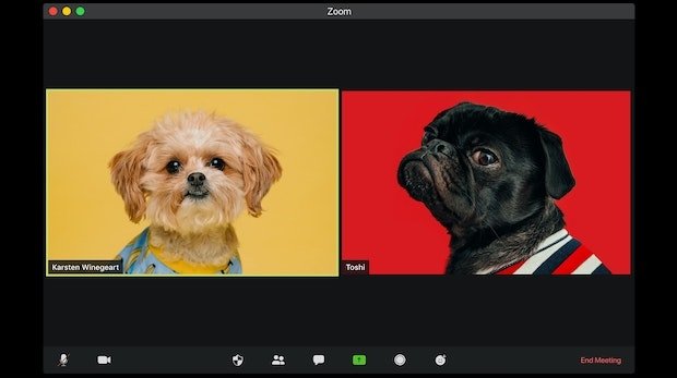 Eine Videokonferenz mit zwei Hundebildern