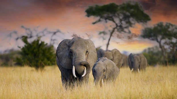 Afrikanische Elefanten.
