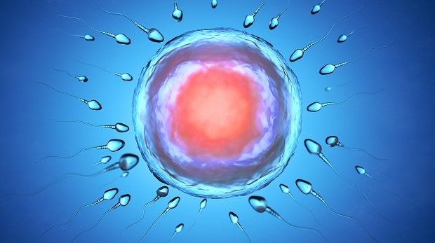 Eizelle und Spermien