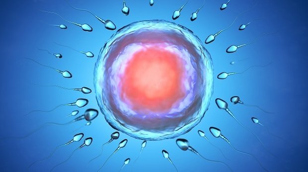 Eizelle und Spermien