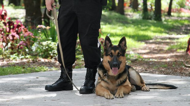 Schäferhund als Polizeihund